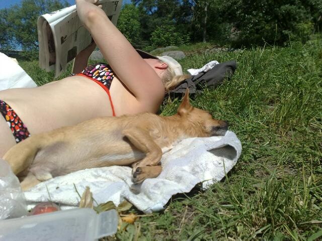 Rambo utan ngt vett alls.. ligger i solen och faktiskt solar... störd hund ;) 